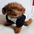 DOG RAGLAN  ۷  ٿε