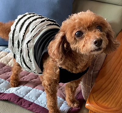 ac58e476dd70e69aa9b89ecc6da80ef0_puppy_noodle_strap_tee4.jpg